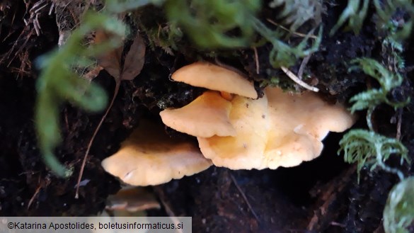 Hygrophoropsis aurantiaca