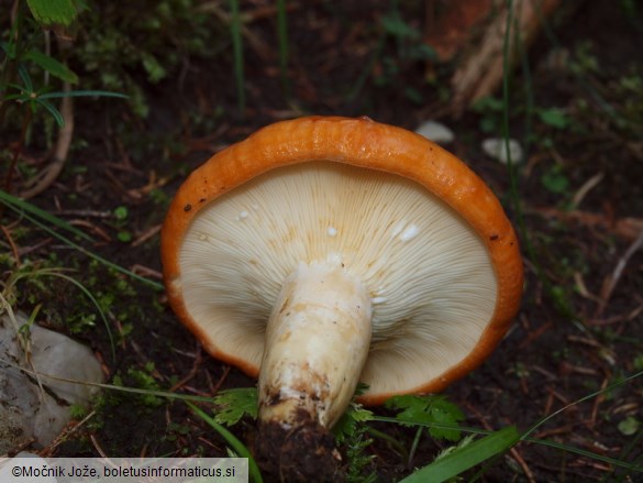 Lactarius zonarioides