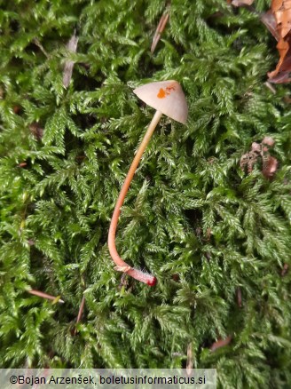 Mycena crocata