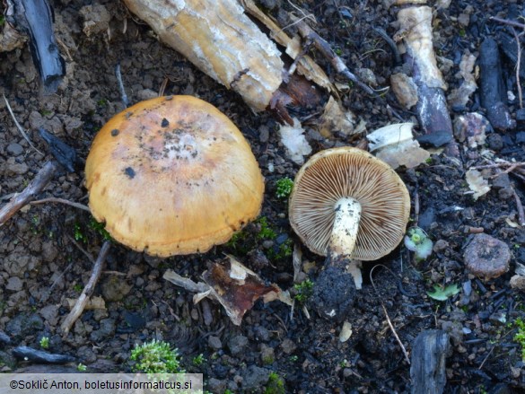 Pholiota highlandensis