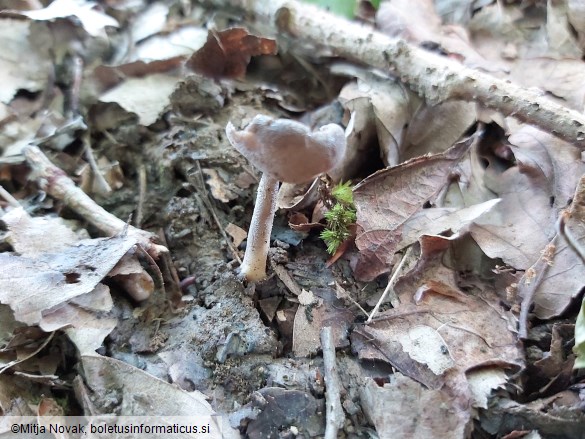 Helvella macropus