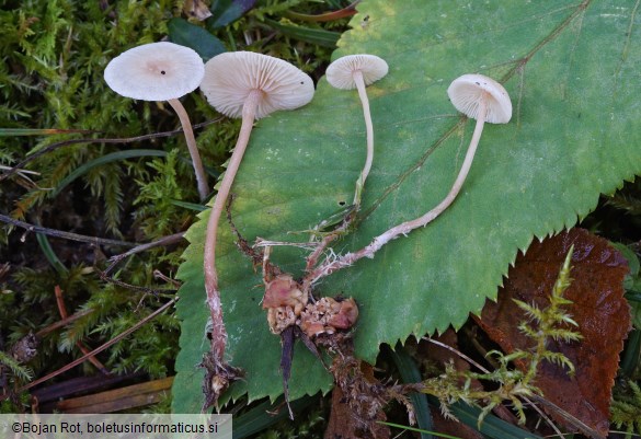 Collybia cookei
