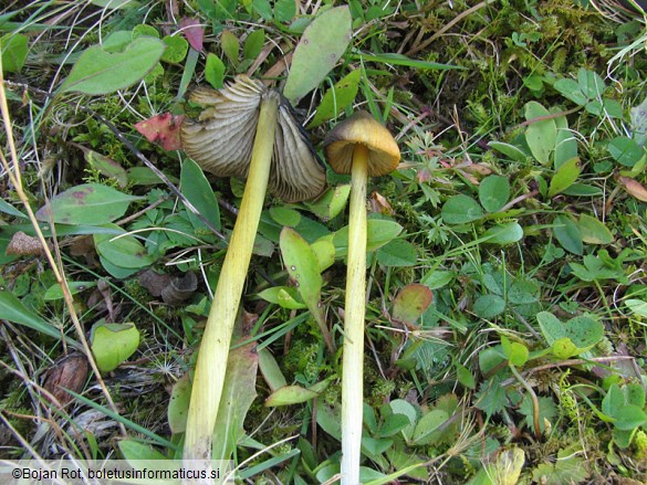 Hygrocybe olivaceonigra