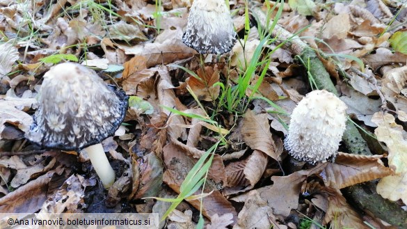 Coprinus comatus