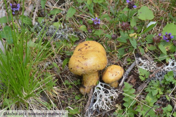 Lactarius repraesentaneus