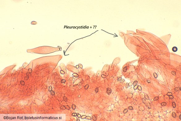 Inocybe nitidiuscula