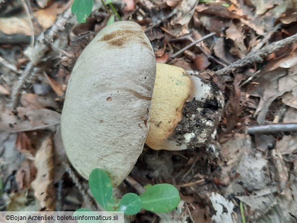 Butyriboletus fechtneri