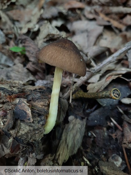 Pluteus romellii