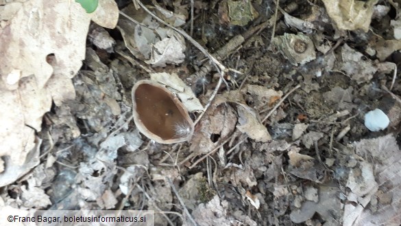 Helvella acetabulum