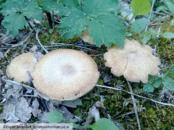Polyporus ciliatus
