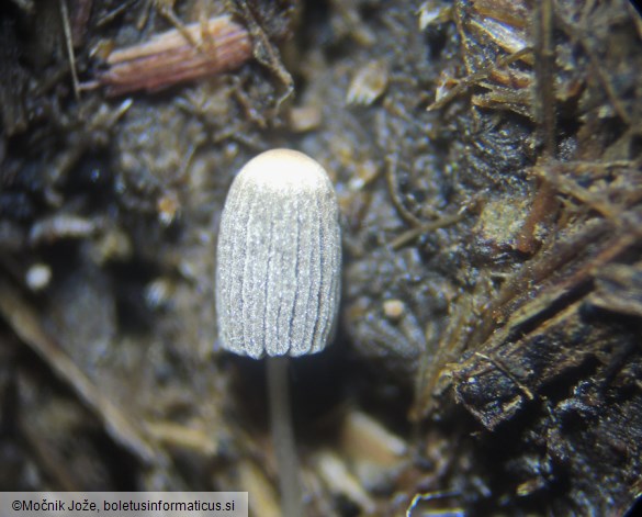 Coprinopsis cordispora