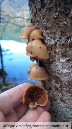 Crepidotus mollis