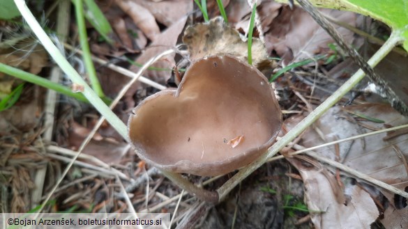 Helvella acetabulum