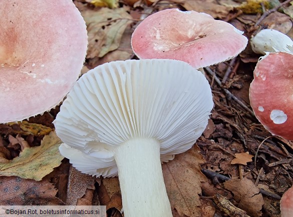 Russula betularum
