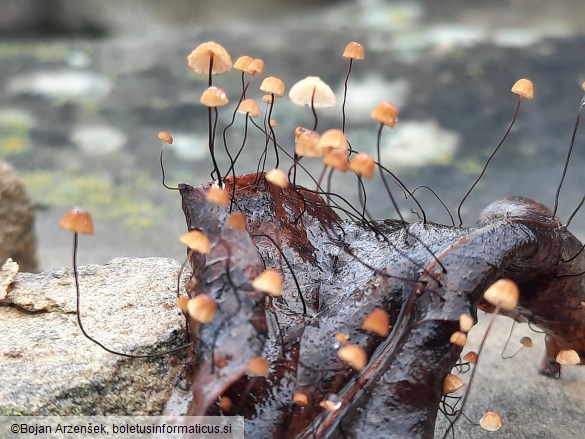 Cryptomarasmius corbariensis