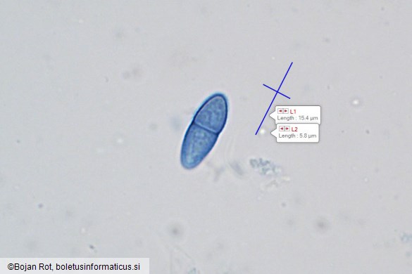 Neonectria punicea