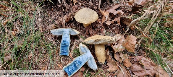 Gyroporus cyanescens