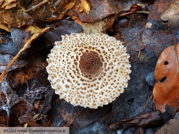 Lepiota pseudohelveola