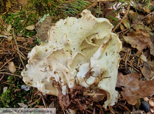 Osteina obducta