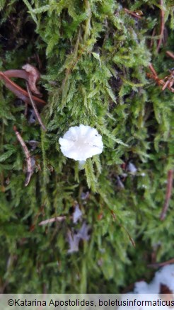 Mycena