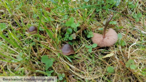 Entoloma sericeum