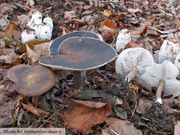 Melanoleuca polioleuca