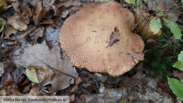 Suillus variegatus