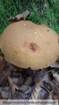 Suillus variegatus