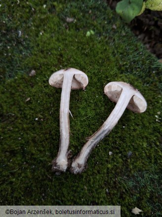 Lepiota fuscovinacea