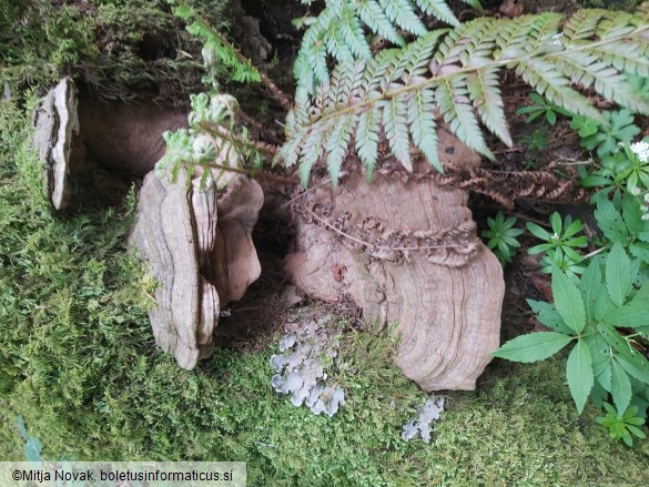Ganoderma applanatum