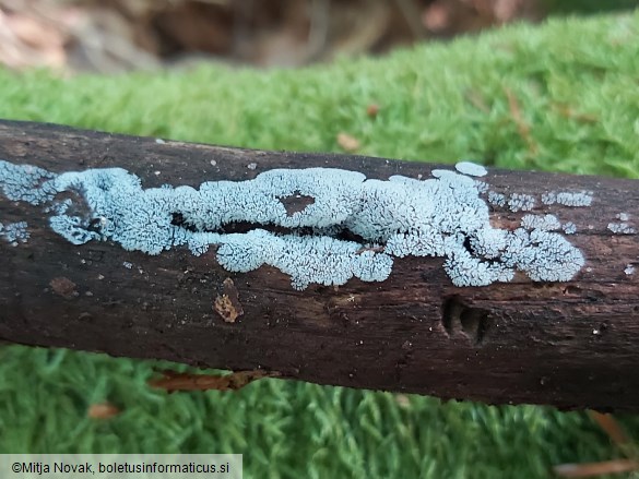 Ceratiomyxa fruticulosa