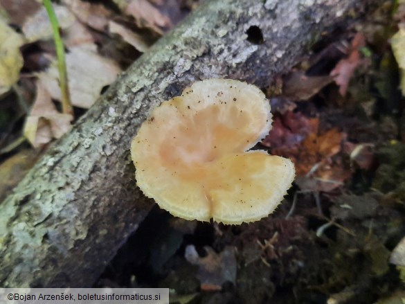 Polyporus tuberaster