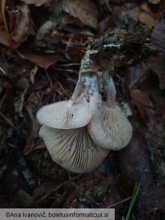 Ampulloclitocybe clavipes