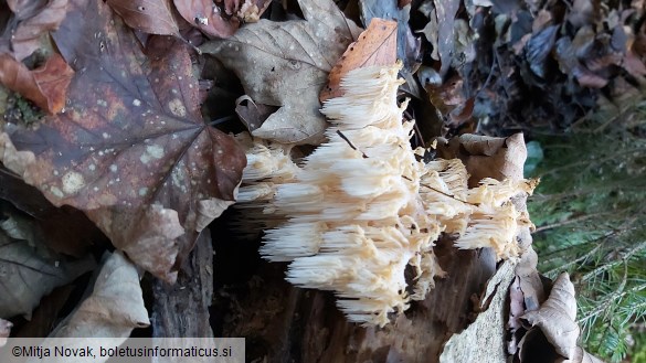 Hericium coralloides