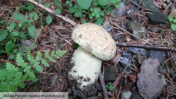 Boletus cyanescens