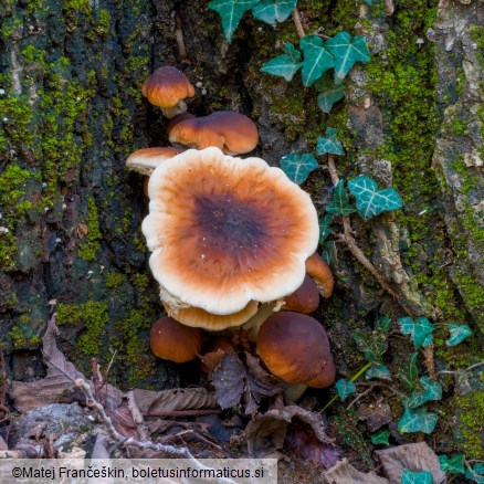 Cyclocybe cylindracea