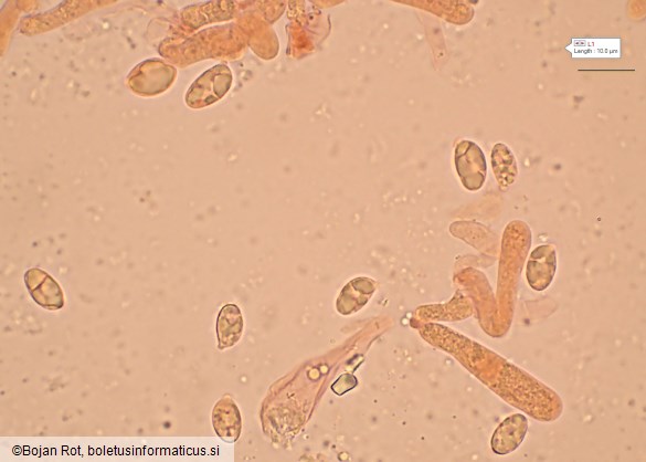 Hygrophorus hyacinthinus