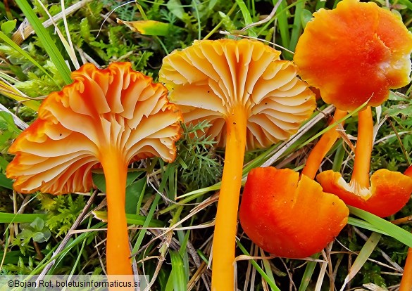 Hygrocybe cantharellus