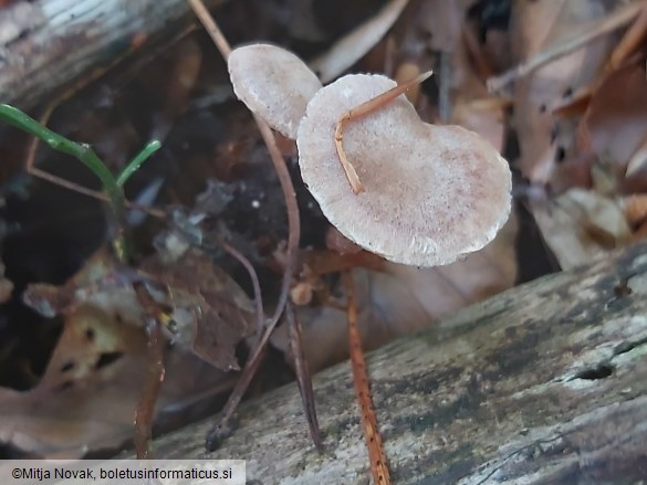Tubaria conspersa
