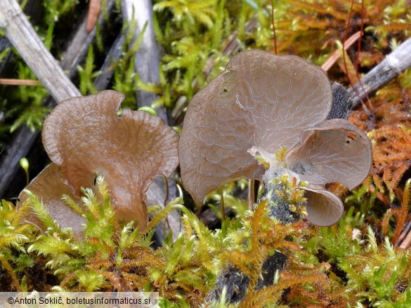 Arrhenia lobata