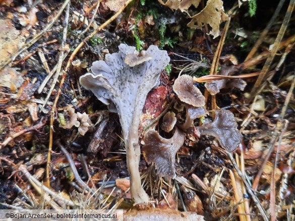 Craterellus undulatus