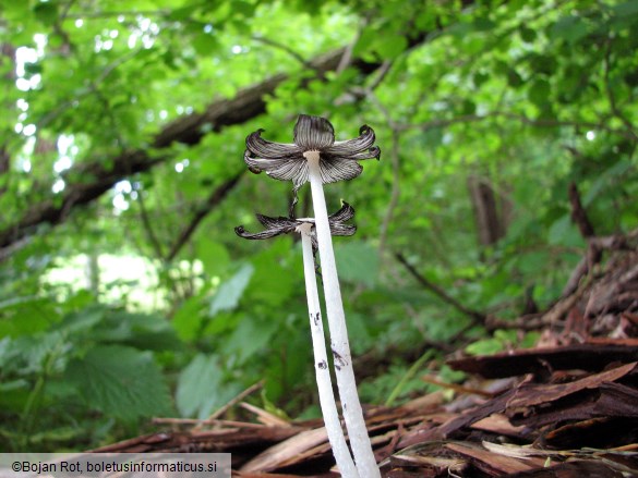 Coprinopsis lagopus