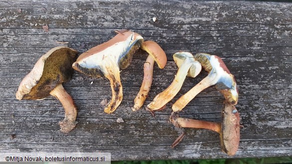 Rheubarbariboletus armeniacus