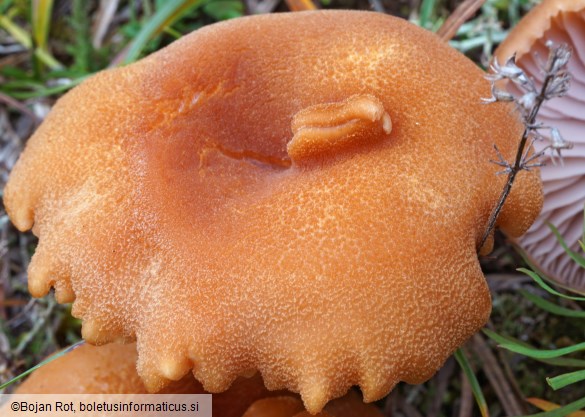 Laccaria bicolor