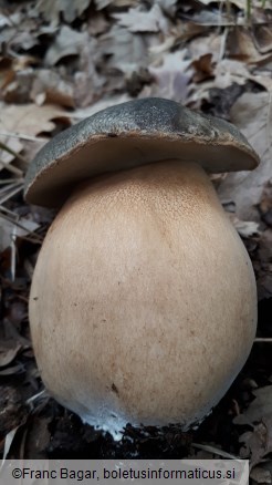 Boletus aereus