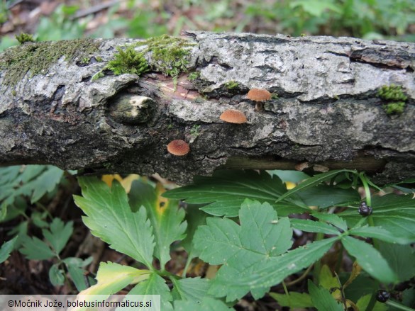 Phaeomarasmius erinaceus