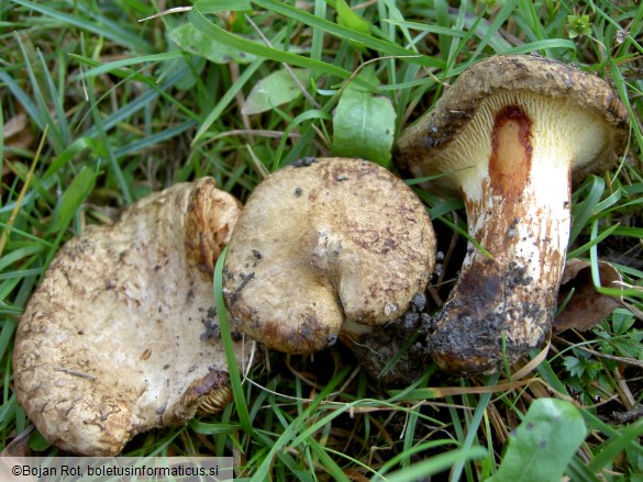 Paxillus rubicundulus