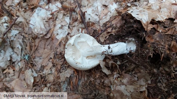 Amanita virosa