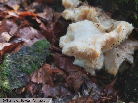 Hericium cirrhatum