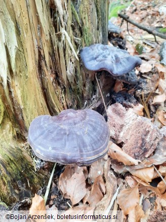 Ganoderma carnosum